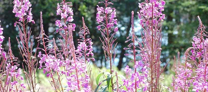 fireweed_800.jpg