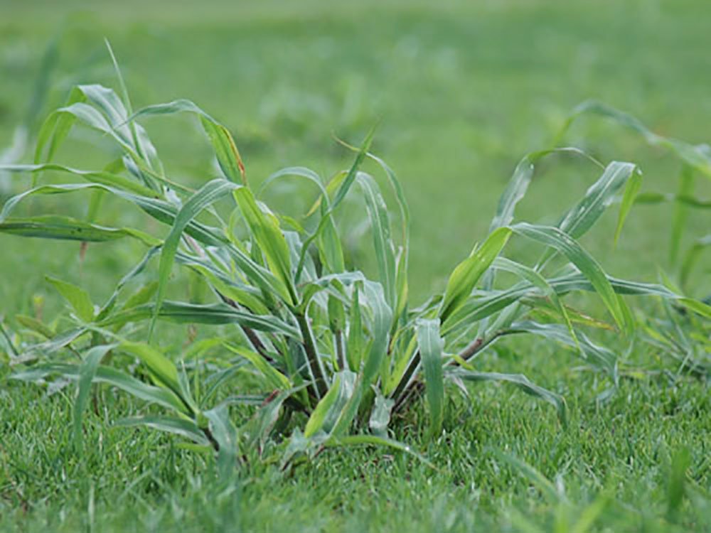 100118crabgrass3.jpg