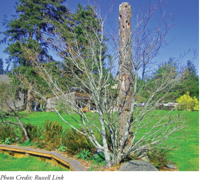 Wildlife Snag wdfw wa gov living snags snags pdf.PNG