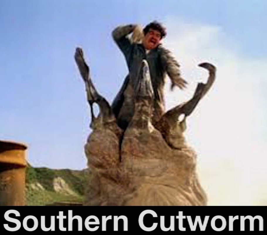 2093195789_southernCutwormstill1.thumb.jpg.cacb2bd80a70c479ce529aa48b7375fd.jpg
