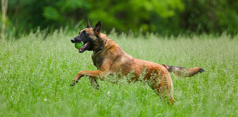 belgian_malinois.jpg