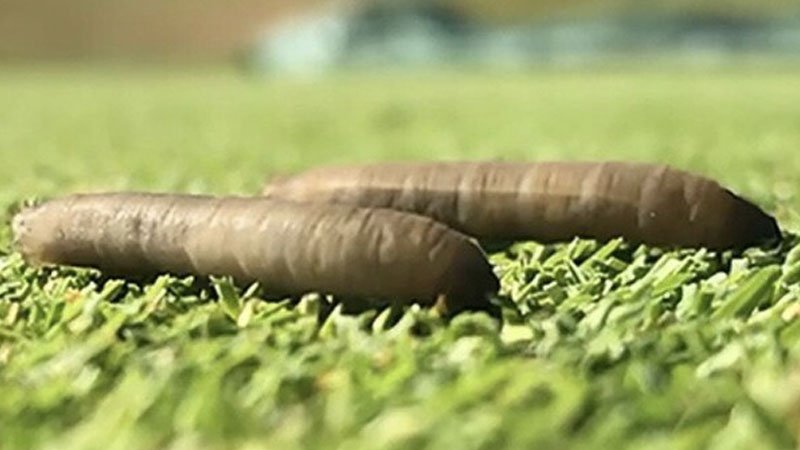 081723 aceleprynx.jpg