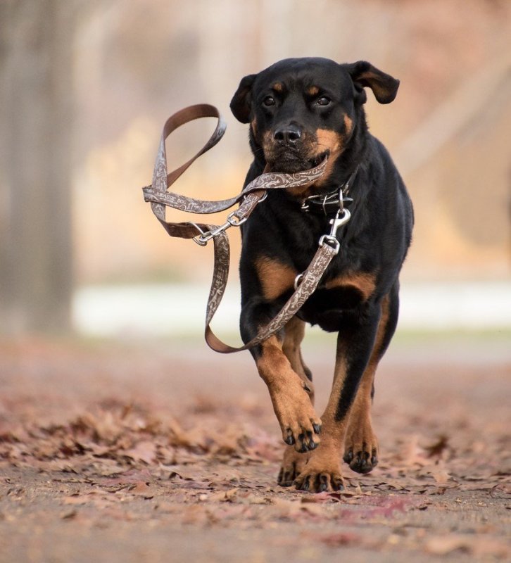 rottweiler-5767824_1280.jpg