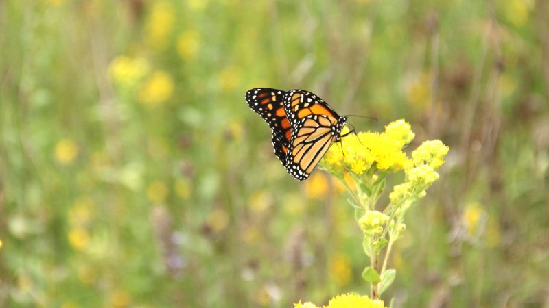 030526 monarch.jpg