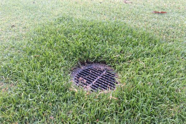 Yellow nutsedge thrives in wet, damp conditions.