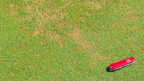 Symptoms of Pythium root rot can manifest as orange or yellow irregular patches. Photo by turfdiseases.org.