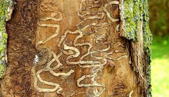Galleries chewed through the layer underneath the bark disrupt a tree's vascular system.