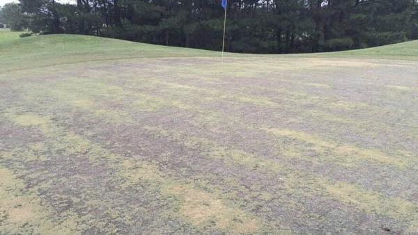 It has been a tough winter and spring at many courses in the Myrtle Beach area, including this course in Longs, South Carolina. Photo by The Sun News