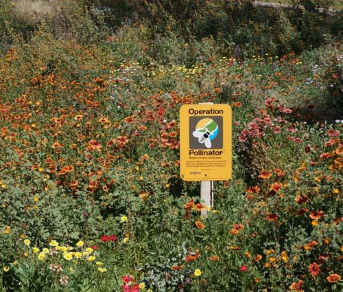 A successful Operation Pollinator zone at Camelback Golf Club in Scottsdale, Arizona.