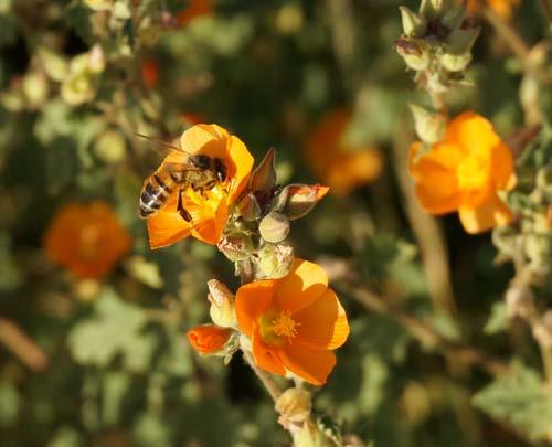 Operation Pollinator areas installed around the globe, like this one at Camelback Golf Club in Scottsdale, help promote revival of hundreds of species of pollinating insects.