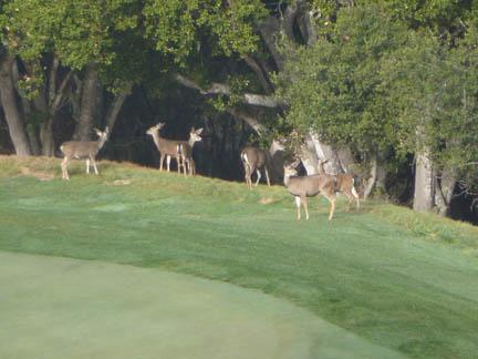In recent years, Carmel Valley Ranch has become more than just a golf course.