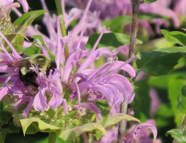 Kearney Hill is one of a handful of courses in Kentucky certified by Audubon International.