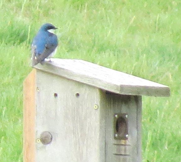 Hundreds of bluebirds have nested at Moraine CC. Photo by John Reitman
