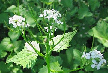 Garlic mustard is not a restaurant condiment, but it is an invasive species from Europe that can easily crowd out native plants.
