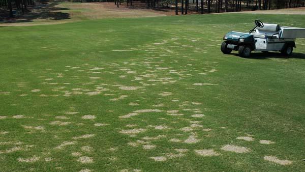 It's been a bad year for Bermudagrass in the transition zone, and a good year for spring dead spot. Photo by Lane Tredway.
