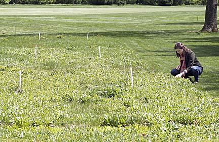 University of Kentucky graduate student Emily Dobbs monitors an Operation Pollinator plot at the Marriott Griffin Gate Golf Club in Lexington, Ky. Photo by Kentucky.com.