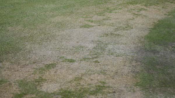 Winter damage on a Poa annua putting green.