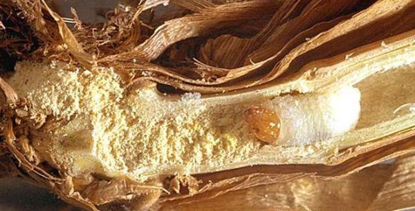 This photo of a billbug in the larva stage shows how much damage the pests can cause in a turf plant.