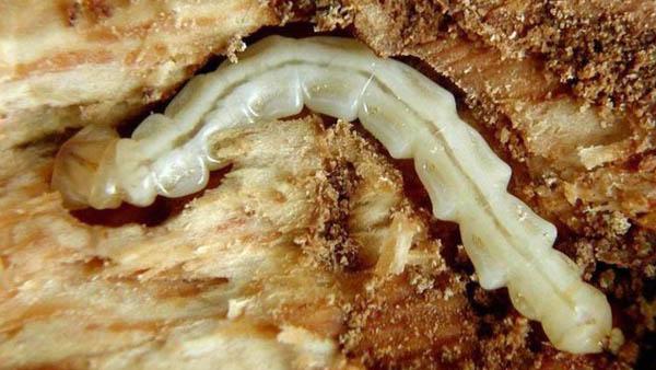 Emerald ash borer larva chewing its way through another victim.