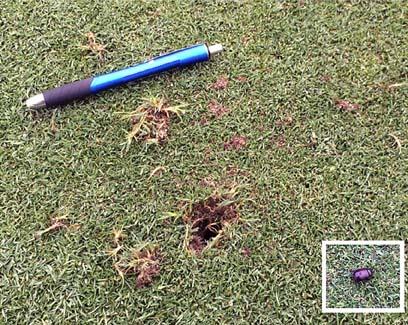 The carrot beetle, bottom right corner.