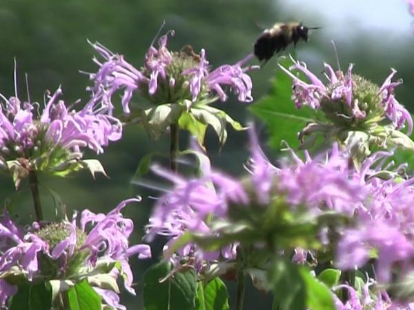 A bumblebee cruises one of the first U.S. Operation Pollinator sites in Lexington, Kentucky. Photos by John Reitman