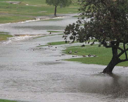 Recent rains in California carved a river through Mission Trails Golf Course in San Diego. Photo by KPBS