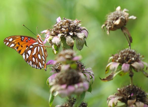 A diverse mix of native plants can help attract beneficial insects such as butterflies and bees.