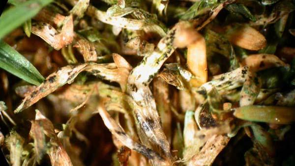 The recently redesigned Backed By Bayer Web site includes a host of tools, including recommended programs for control of diseases such as anthracnose (above). Photo by Ohio State University