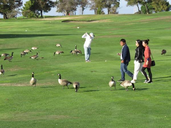 Geese, squirrels, park pedestrians and golfers all seem to exist in harmony at Shoreline.