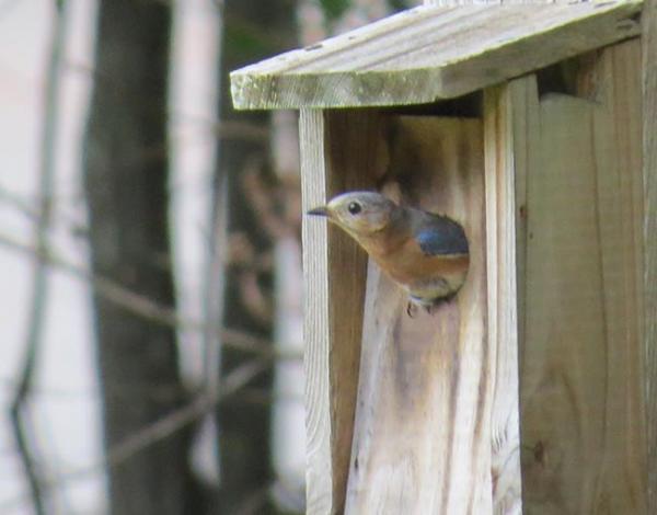 Hundreds of bluebirds, titmice and chickadees were fledged this year at Rivermont.