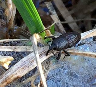 Billbug damage is not uncommon in summer in cool-season turf. Photo courtesy of Michigan State University