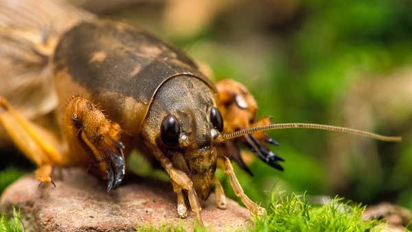 The Bayer Solutions Guide for warm-season turf includes tips on how to control mole crickets.