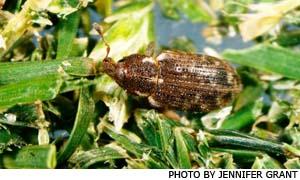 Annual bluegrass weevils exhibit irregular behavioral and breeding patterns, making control a challenge.