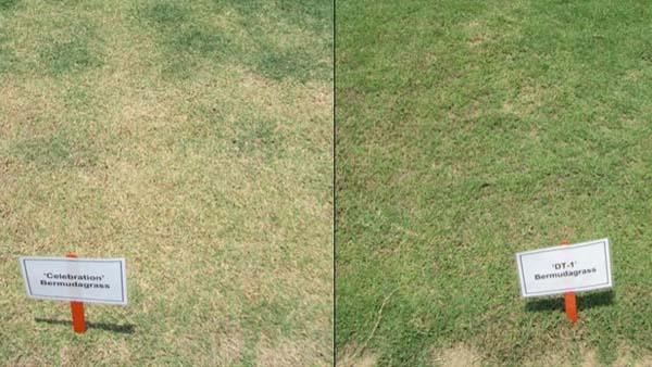 TifTuf, right, outperformed many other warm-season grasses in drought studies throughout the country.