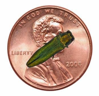 Adult emerald ash borers grow to about one-half inch in length.