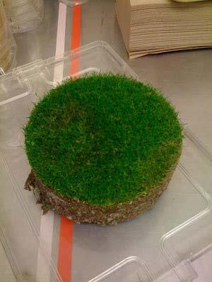 Frank Wong, Ph.D., says cup cutter-size samples make it easier for the diagnostician to understand what disease, if any, is affecting the turf, soil or root system. Photo by TurfDiseases.org