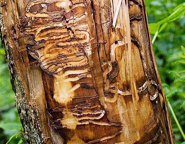 The emerald ash borer burrows through a tree's vascular layer, disrupting its ability to move water and nutrients from the roots to the canopy.