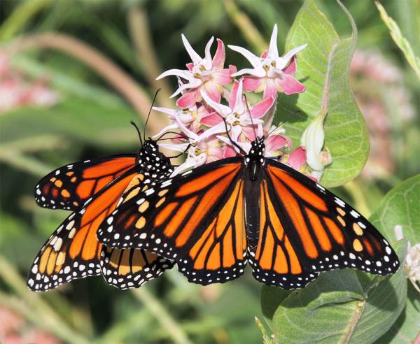 Milkweed stepping stones throughout North America are critical to long-term success of monarch butterflies.