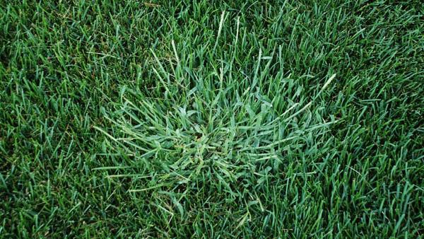Purdue University's guide entitled 'Turfgrass Weed Control for Professionals' has tips on managing crabgrass and more than 100 other common turf weeds.
