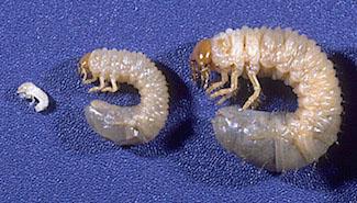 Stages in the white grub life cycle. Photo by Ohio State University