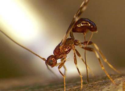 Spathius galinae is the latest weapon in the war against emerald ash borer. Photo by U.S. Department of Agriculture and the University of Delaware