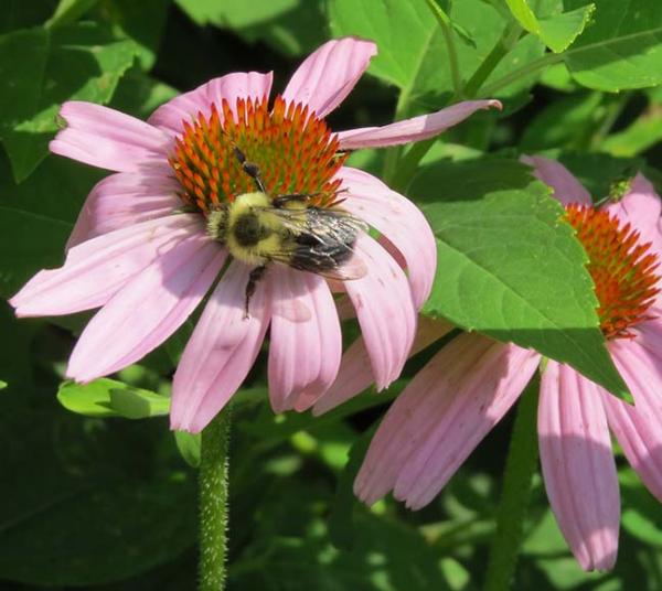 Pollinator zones were established two years ago at Griffin Gate Golf Club.