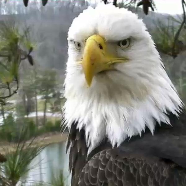 Eagles have been nesting above the golf course at Harrison Bay State Park since 2010.