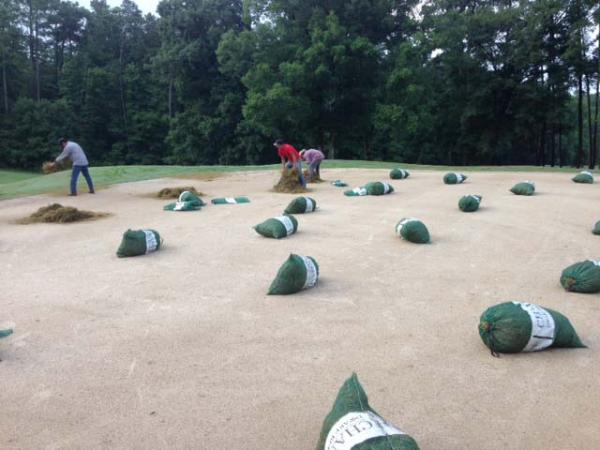 Regrassing the greens at Duke included 40-50 bags of Champion ultradwarf Bermudagrass sprigs.