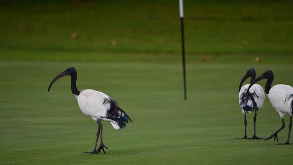 Photo by Asian Turfgrass Center.