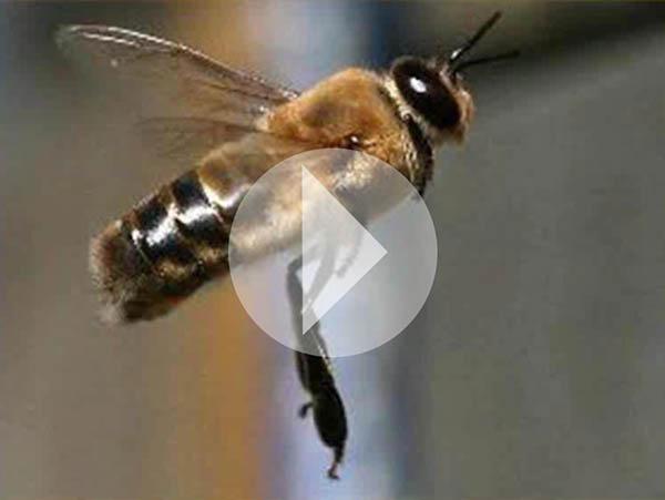 Scott Witte conducted a beekeeping Webinar in 2015. Click on the image above to view it.