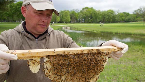 Bryan Bergner says he's yet to be stung by a bee since he began keeping them in May.