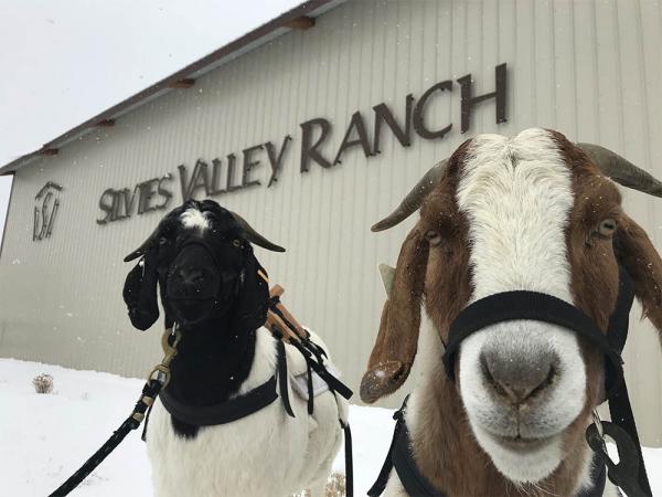 Goat caddies don't complain or give bad advice.