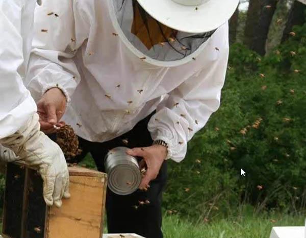Raising bees is a labor of love for Scott Witte, CGCS.