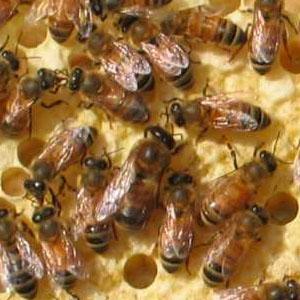 Bee populations are on the rebound, according to the U.S. Department of Agriculture.